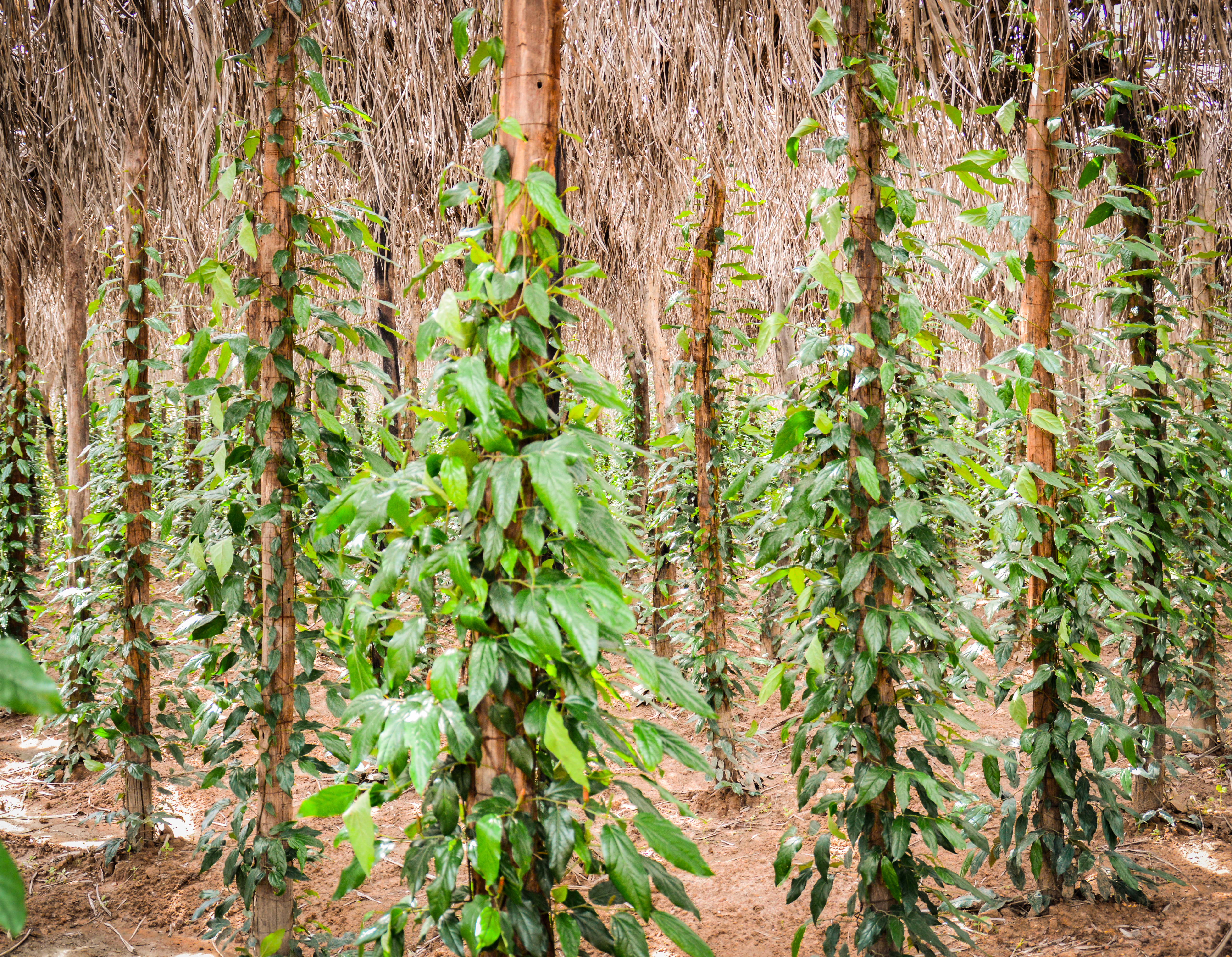 Kampot Pepper Plantation