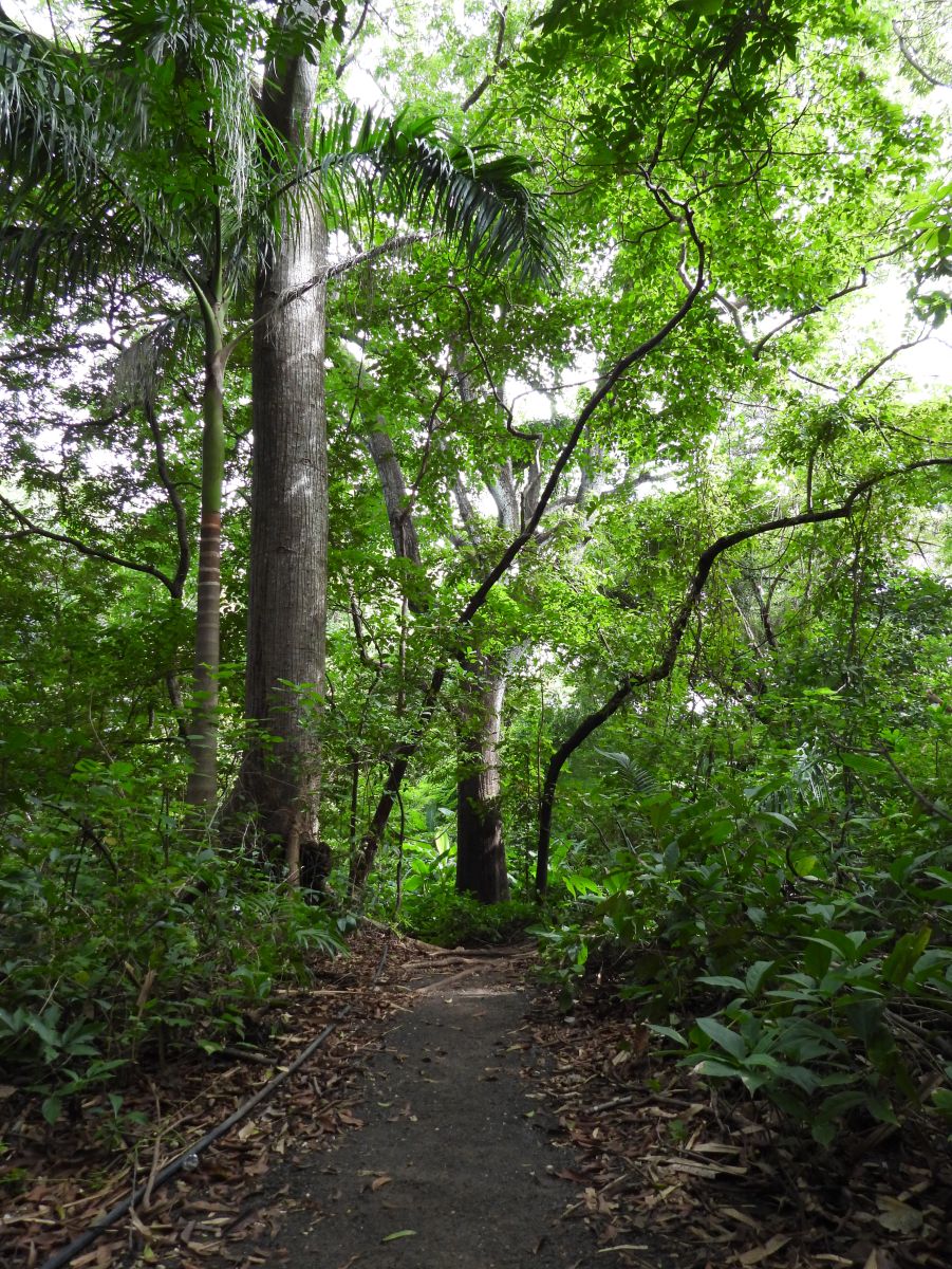 Forest Path in Nosara