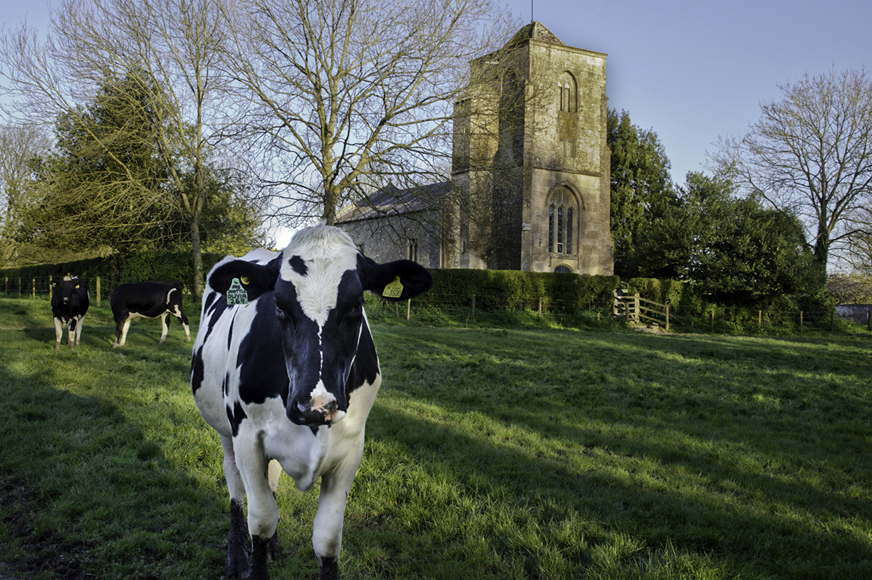 Alton Priors church with cow