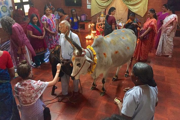 sacred cow india