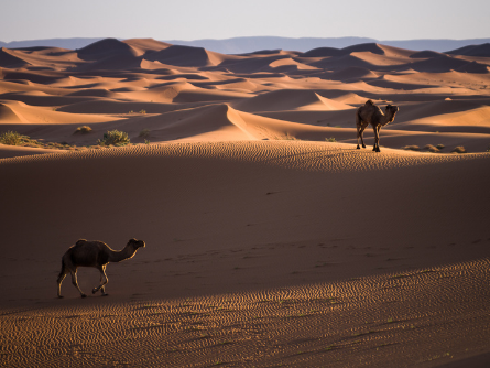 Morocco-2022-Camels-dunes