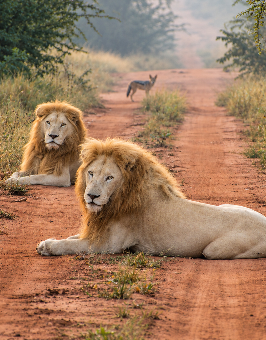 White Lions of Greater Timbavati