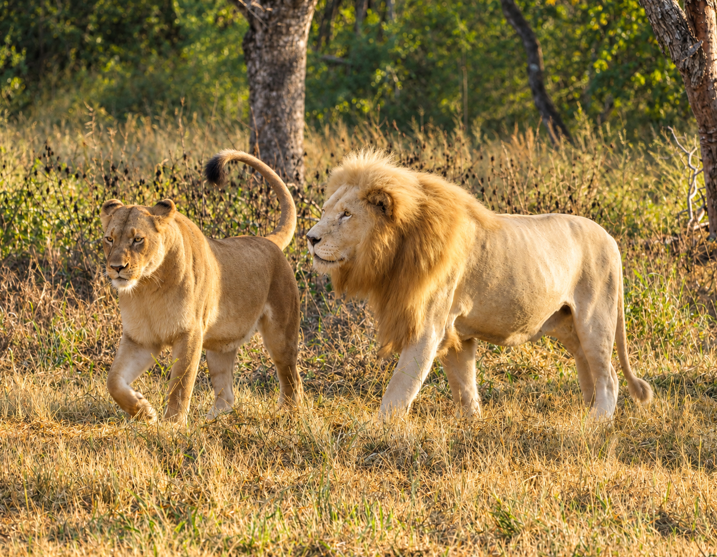 Two lions walking through the bush
