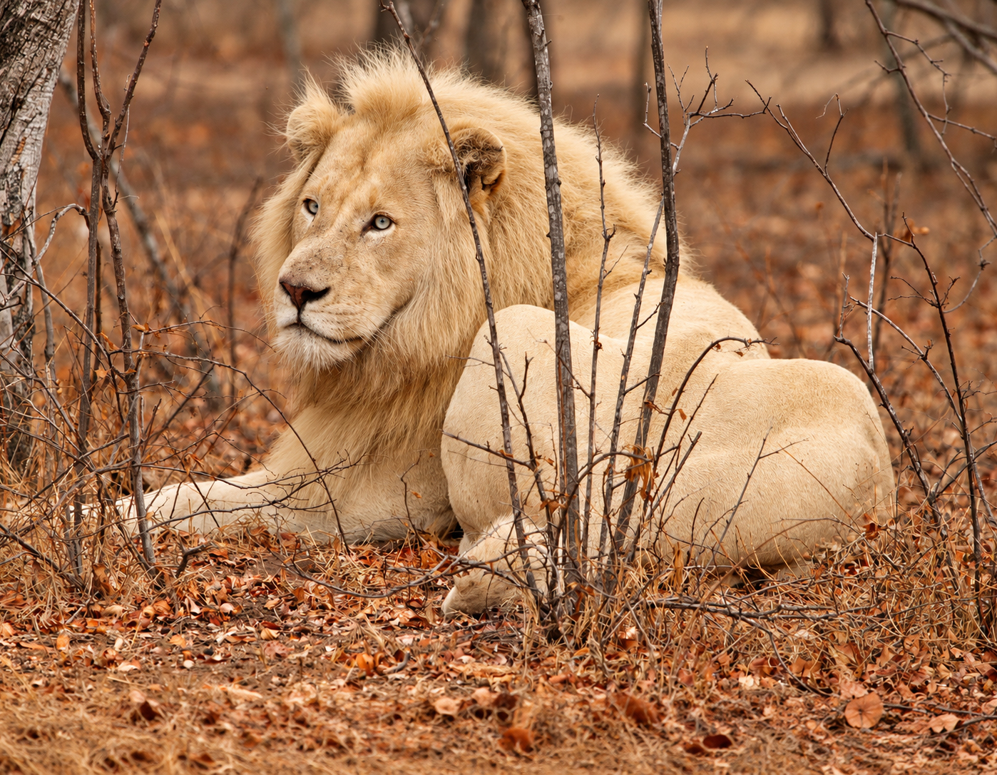 Assegaia the white lion