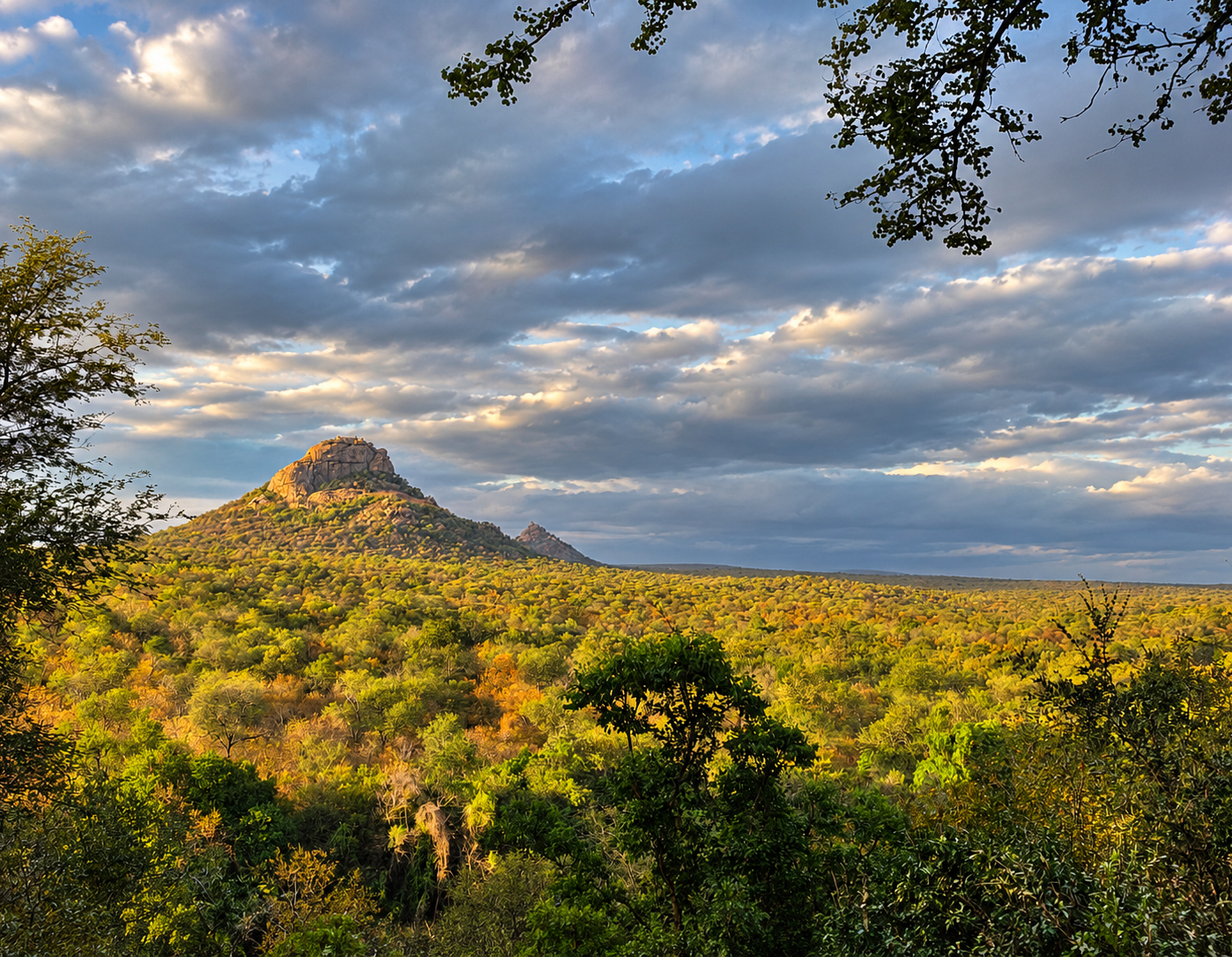 Golden-Hour African Bushveld Panorama