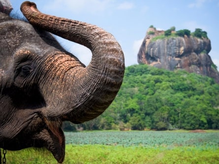 Sri Lanka Sigiriya Rock