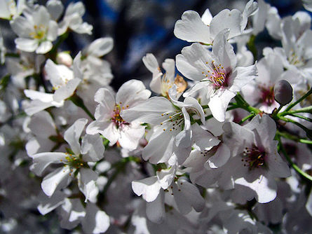 Japan, Cherry Blossom 
