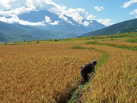 Bhutan rice field