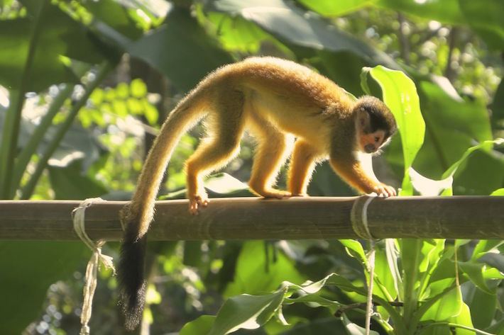 Costa Rica monkey