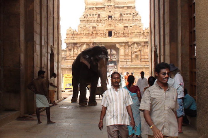 Temple elephant in India