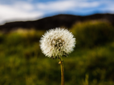 Ireland, dandelion