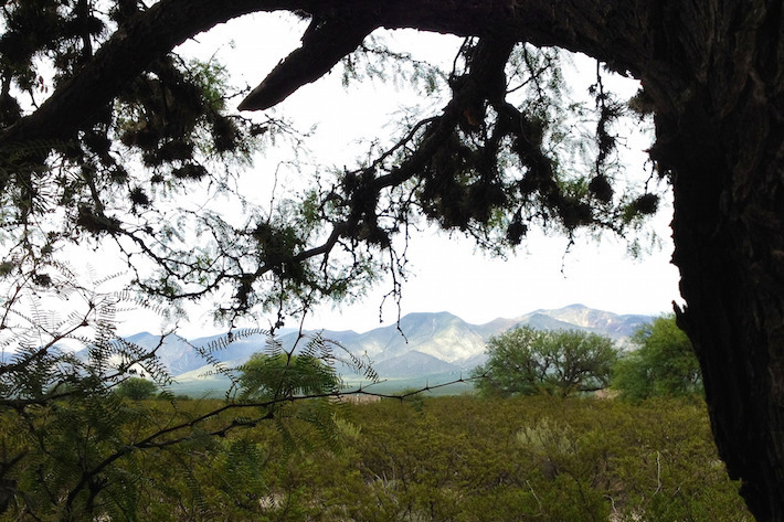 sacred trees of mexico