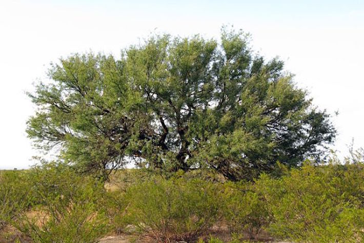 sacred tree in mexico desert